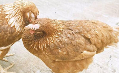 Bệnh EColi - bệnh truyền nhiễm cực kỳ nguy hiểm ở gà và cách điều trị