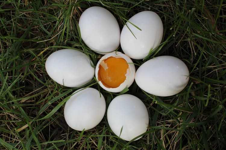 Thu nhặt, bảo quản trứng giống