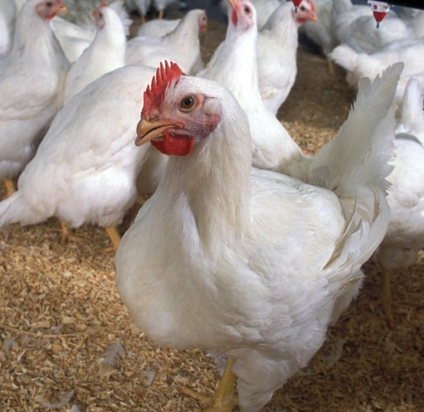 Nên tạo sân phơi nắng cho gà để gà có chỗ vận động