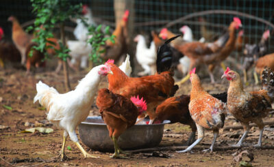 Cách làm chuồng nuôi gà thả vườn đơn giản, tiết kiệm chi phí
