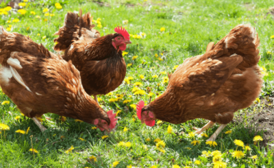Chăn nuôi gà hữu cơ trở thành xu hướng