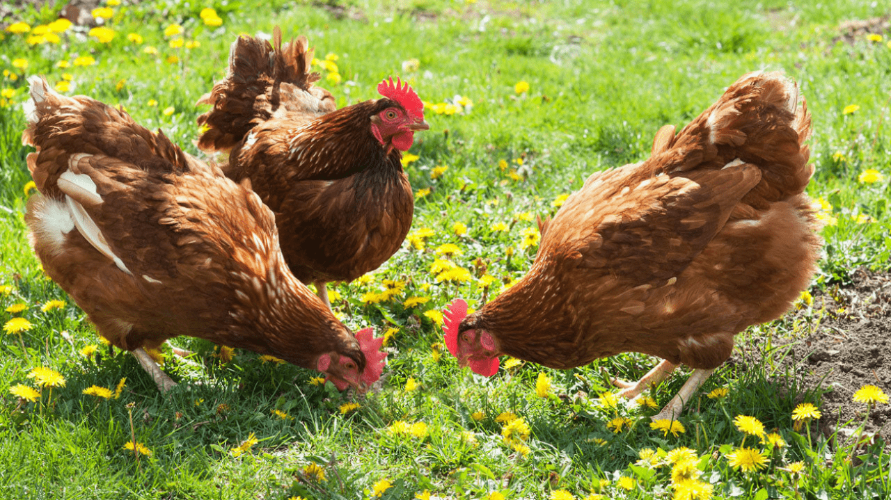 Chăn nuôi gà hữu cơ trở thành xu hướng