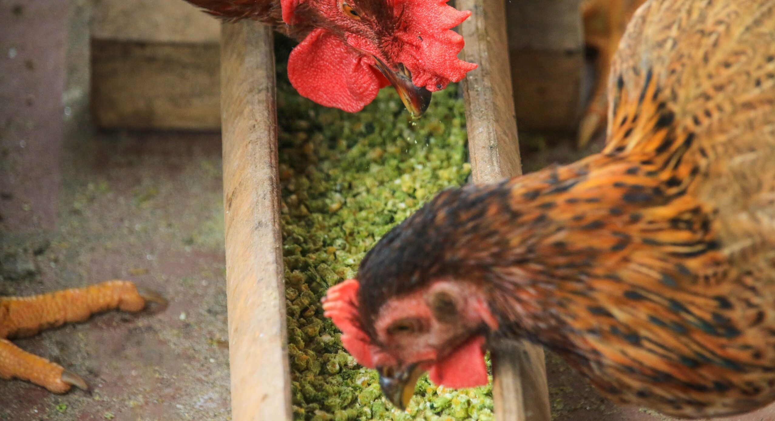 Thức ăn hữu cơ trộn thêm thảo dược xay nhuyễn giúp gà tăng đề kháng