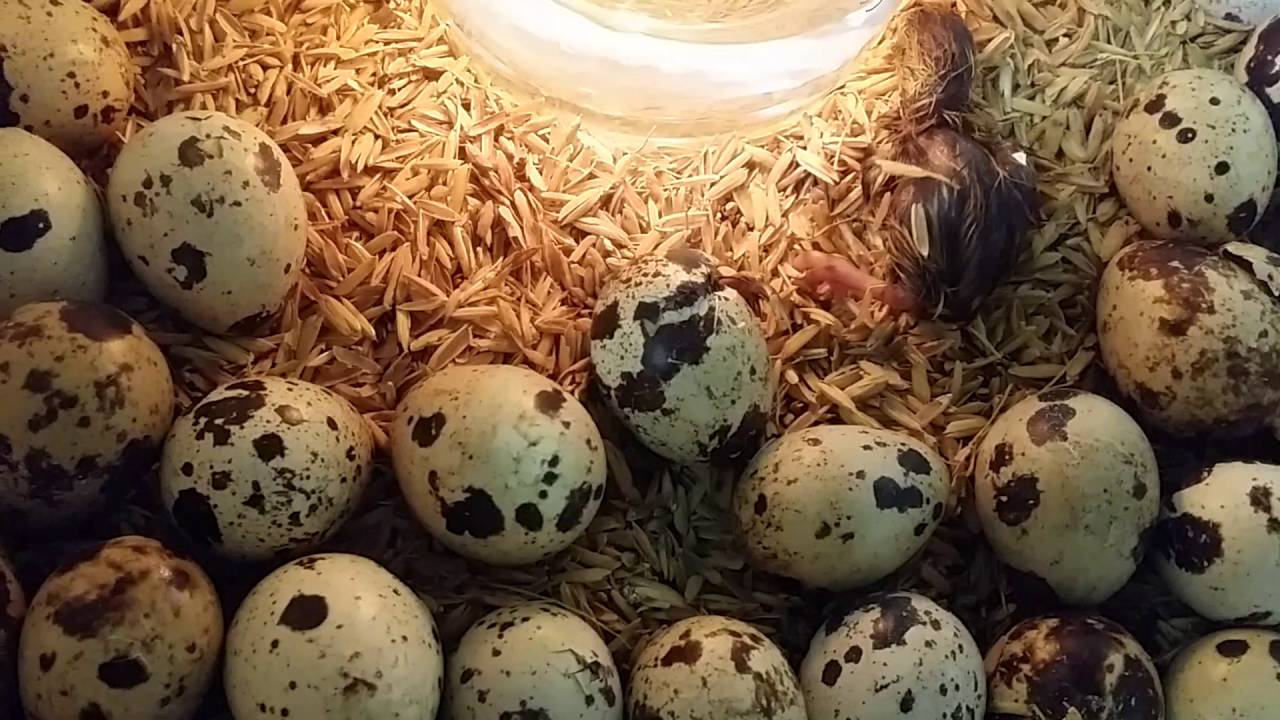 Thức ăn cho chim cút đẻ trứng