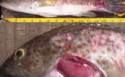 Phòng trị bệnh Vibriosis trên cá mú nuôi thương phẩm