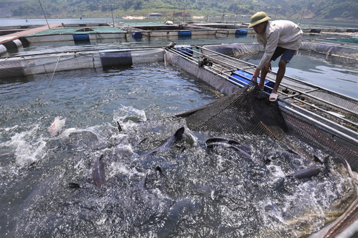 Nhiều hộ dân bắt đầu chuyển hướng sang nuôi cá trắm đen