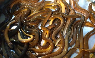 Phương pháp phòng trị bệnh trong quá trình nuôi lươn