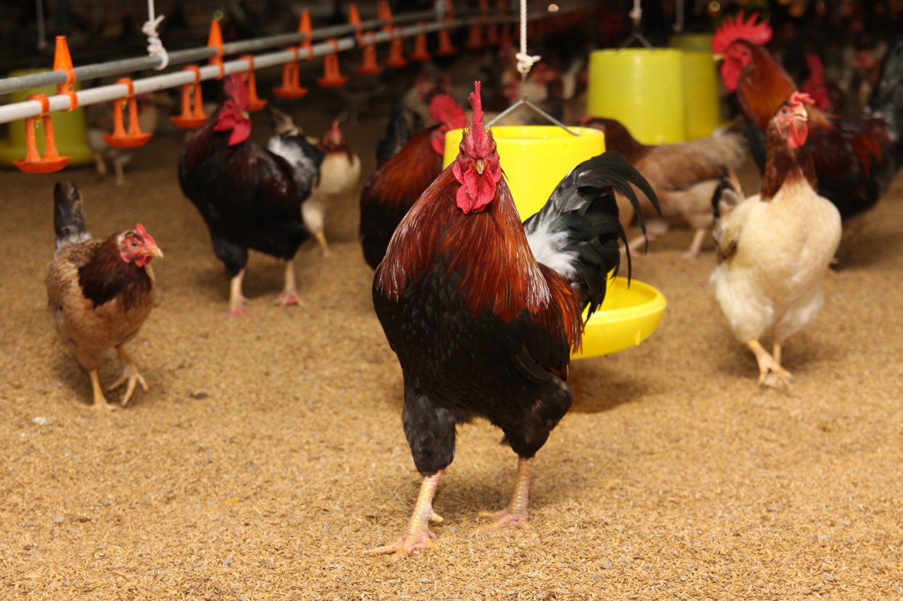 Tìm hiểu chuồng nuôi gà theo mô hình trang trại khép kín
