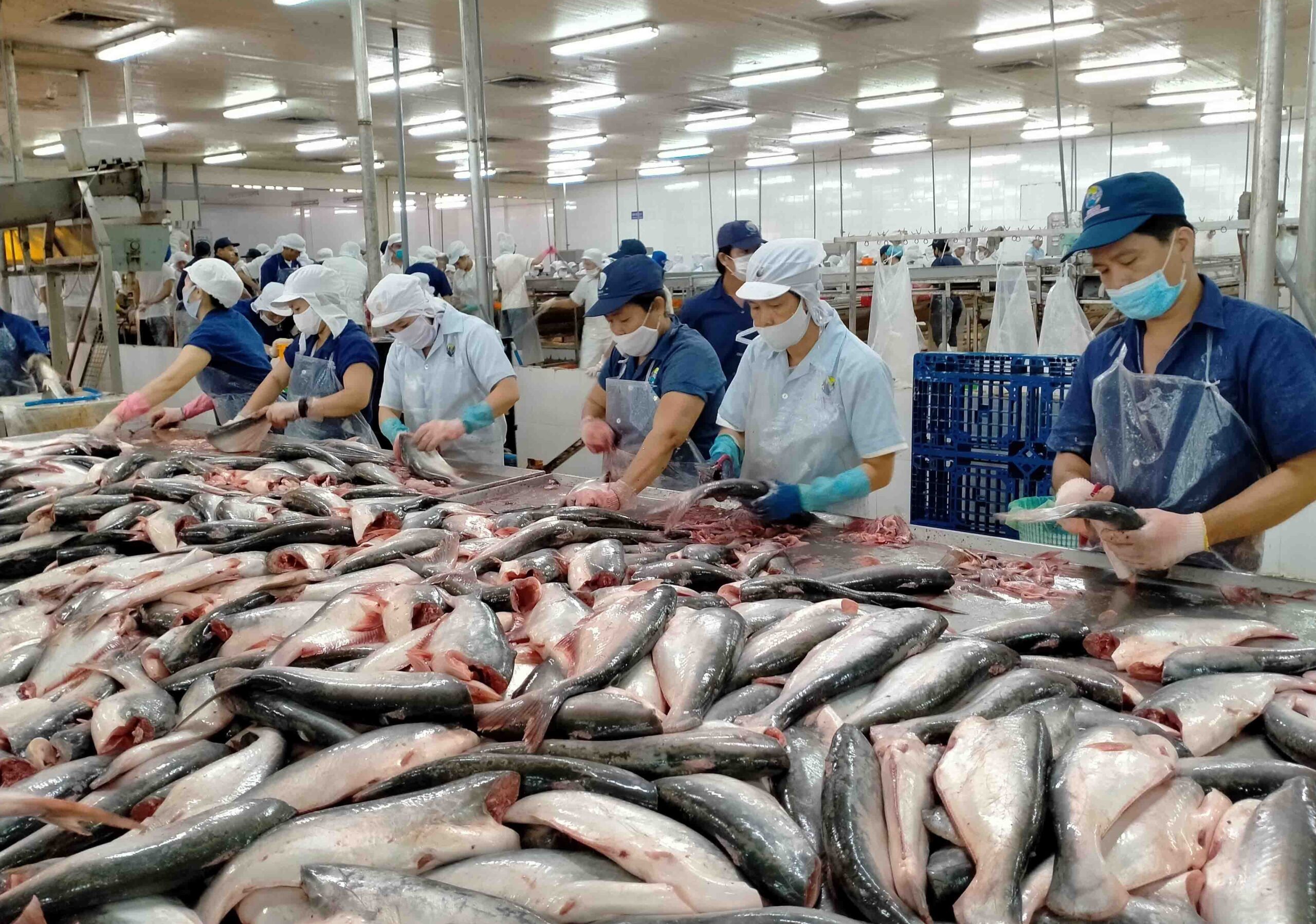 Ảnh hưởng Covid-19 đẩy kim ngạch xuất khẩu cá tra sang Trung Quốc giảm mạnh