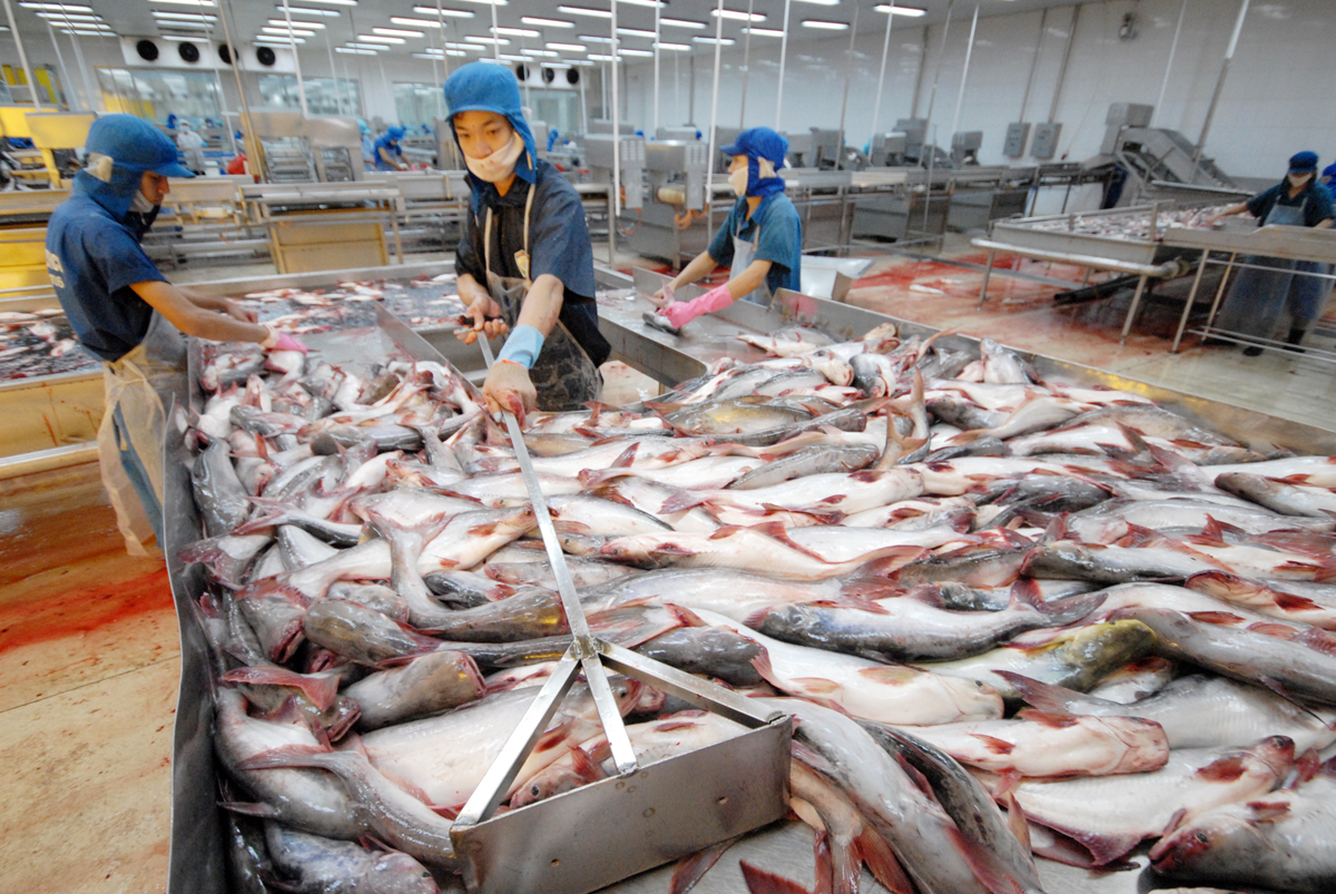 Trung Quốc rớt xuống hạng 4 nhập khẩu cá tra Việt Nam