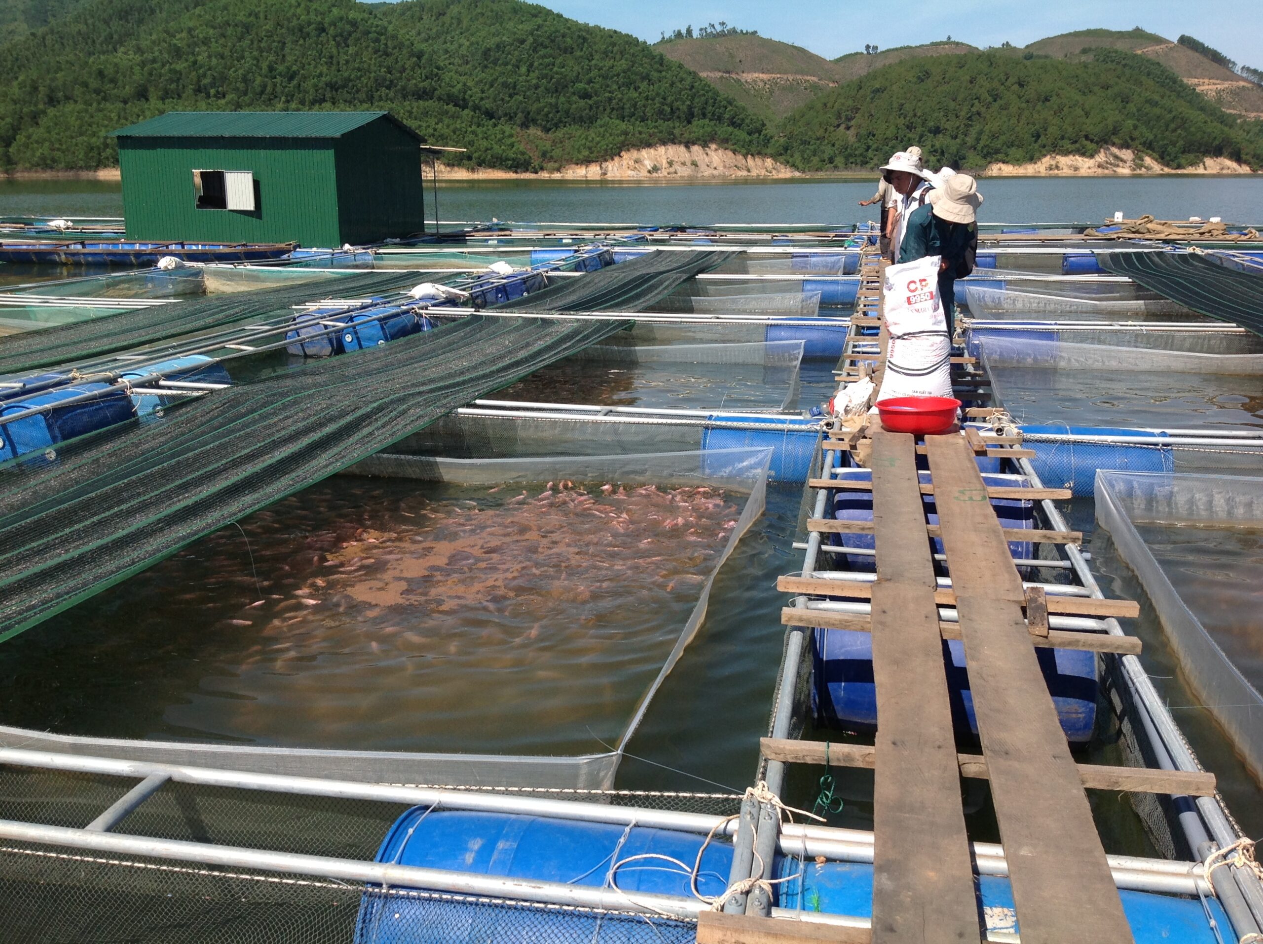 Quy mô nuôi cá lồng ở huyện Lâm Bình