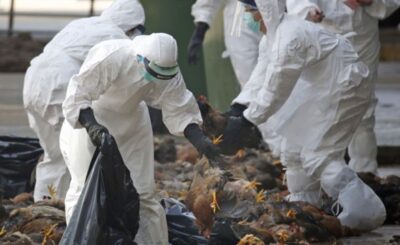 Vì dịch cúm A/H5N6, Hà Nội phải tiêu hủy đến 12.300 con gia cầm