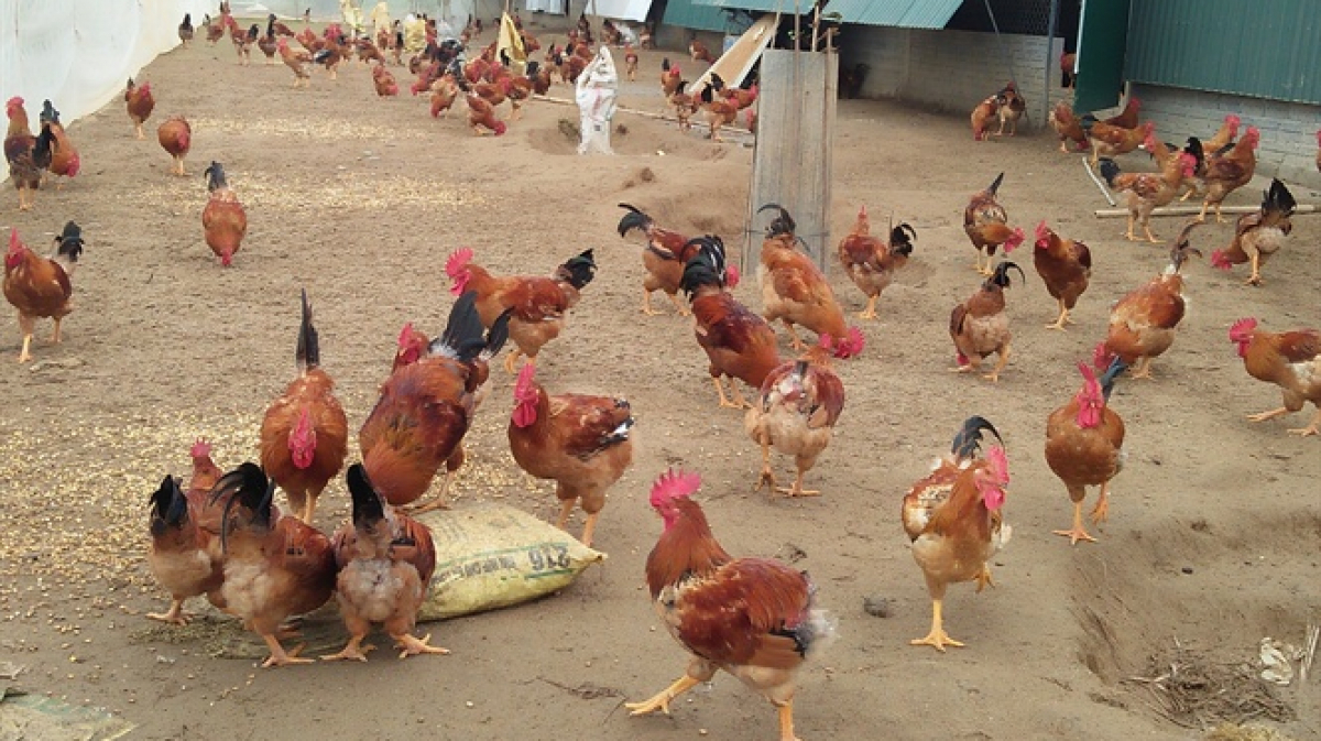 Yêu cầu về quản lý thức ăn trong chăn nuôi gà