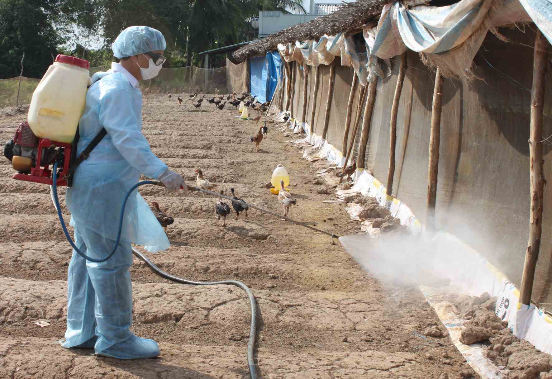 Phun khử khuẩn xử lý chất thải khi nuôi gà